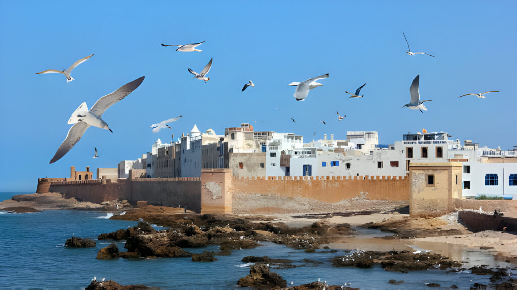Seagulls flying over the historic coastal medina of Essaouira, Morocco, with Atlantic Ocean in the background