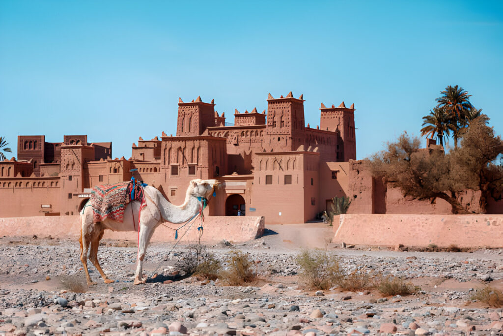 Camels in front of the historic Kasbah Amridil in the Skoura Oasis near Ouarzazate, Morocco.