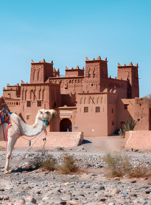 Camels in front of the historic Kasbah Amridil in the Skoura Oasis near Ouarzazate, Morocco.