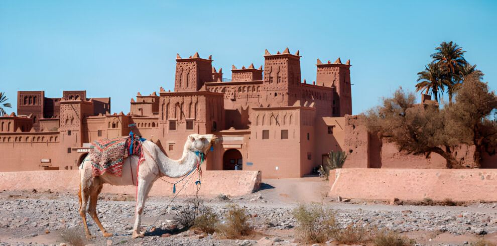 Camels in front of the historic Kasbah Amridil in the Skoura Oasis near Ouarzazate, Morocco.