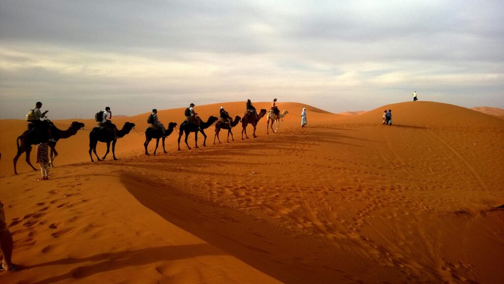 Camel caravan crossing golden sand dunes in the Sahara Desert, Morocco
