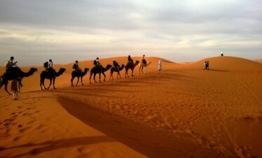 Camel caravan crossing golden sand dunes in the Sahara Desert, Morocco