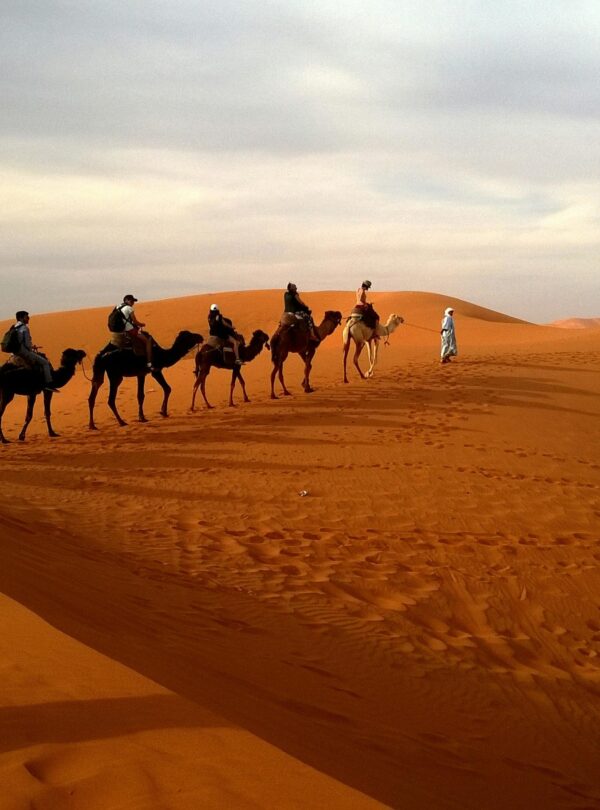 Camel caravan crossing golden sand dunes in the Sahara Desert, Morocco