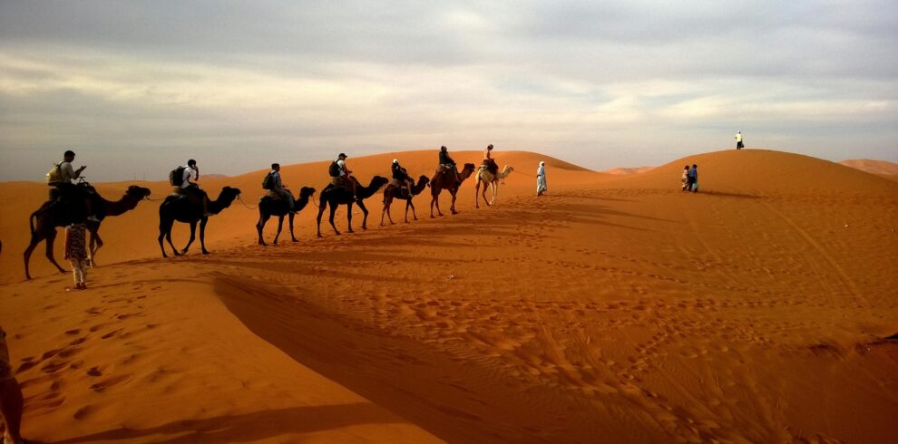 Camel caravan crossing golden sand dunes in the Sahara Desert, Morocco